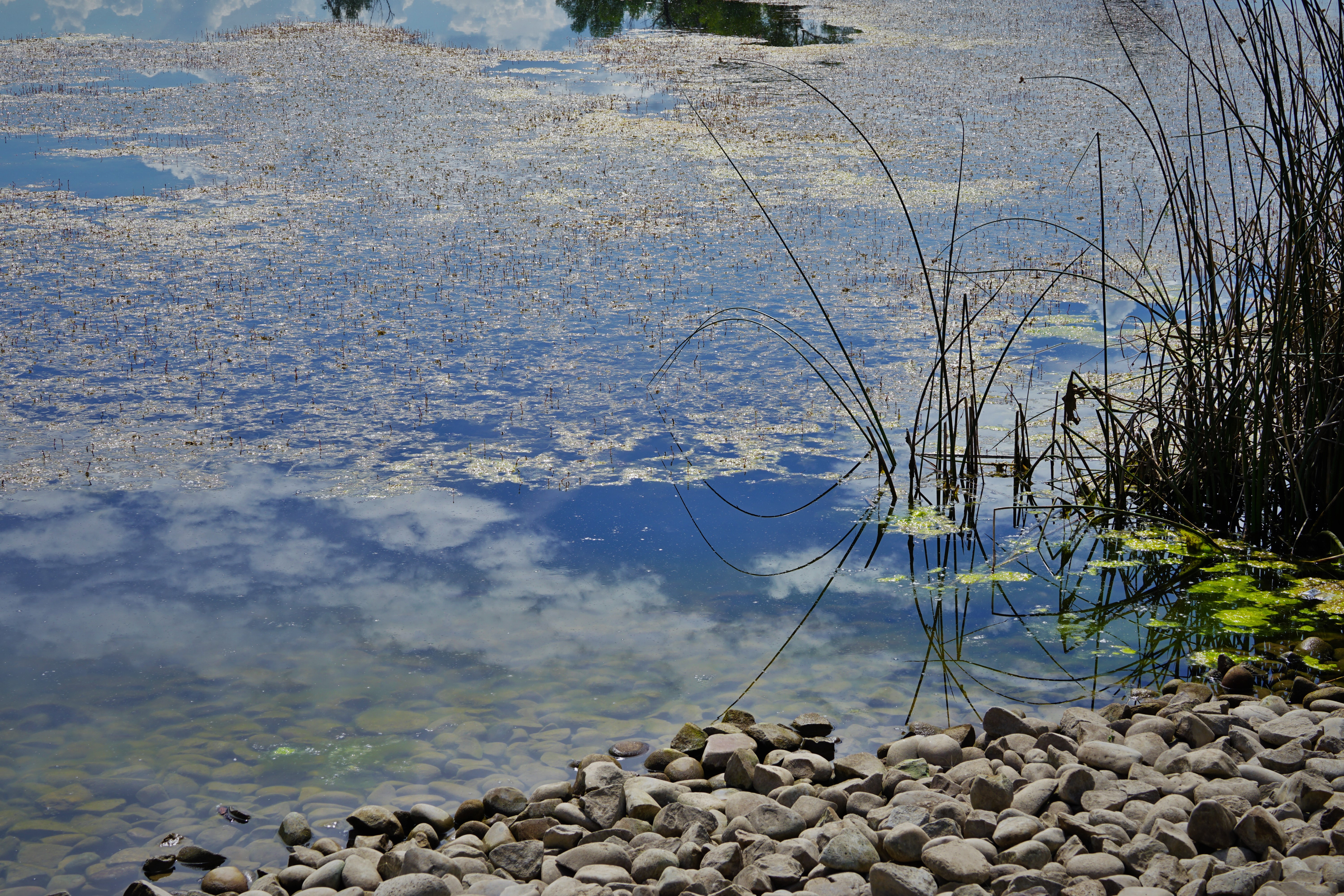 mountain pond with floating moss