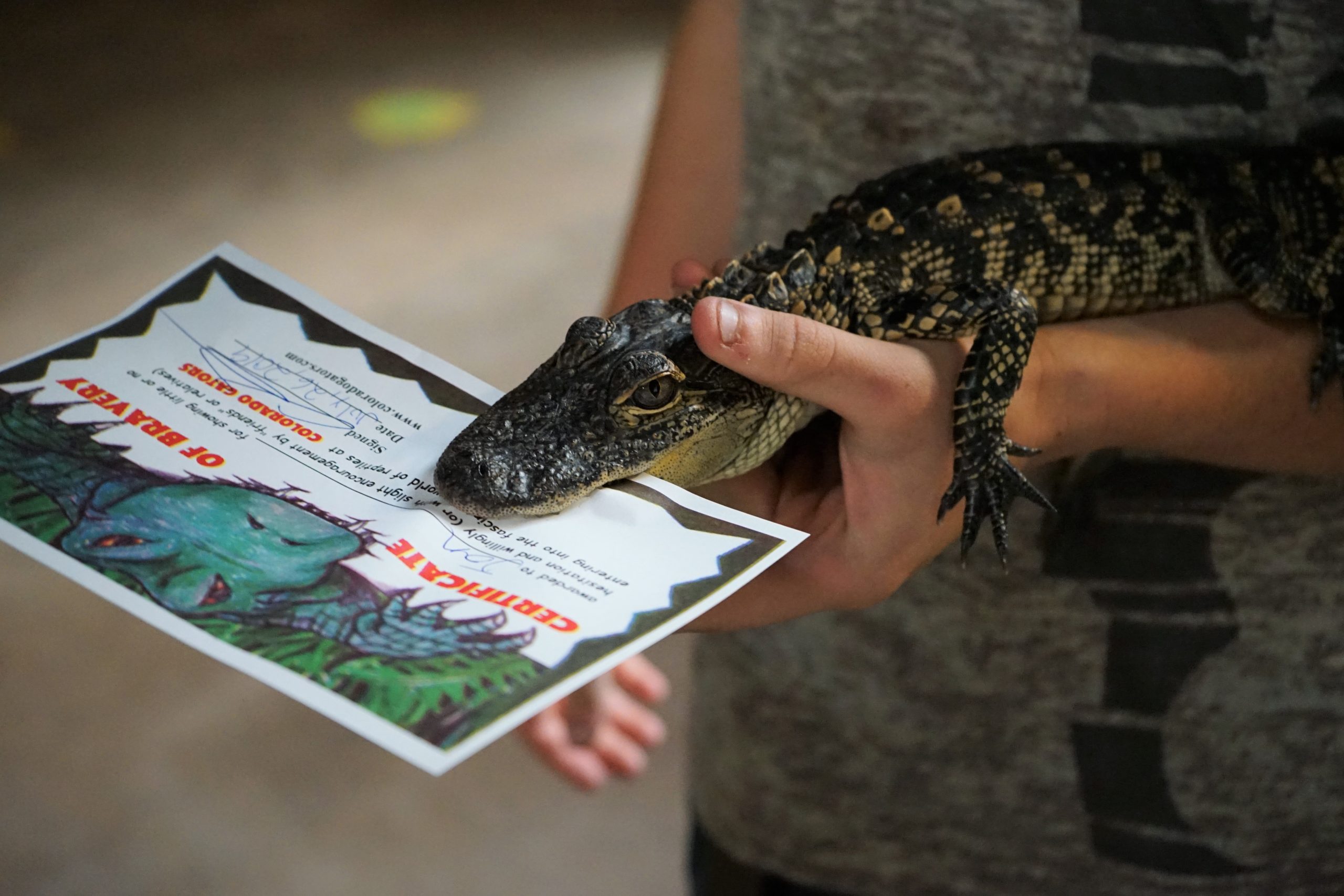 caymen biting a certificate