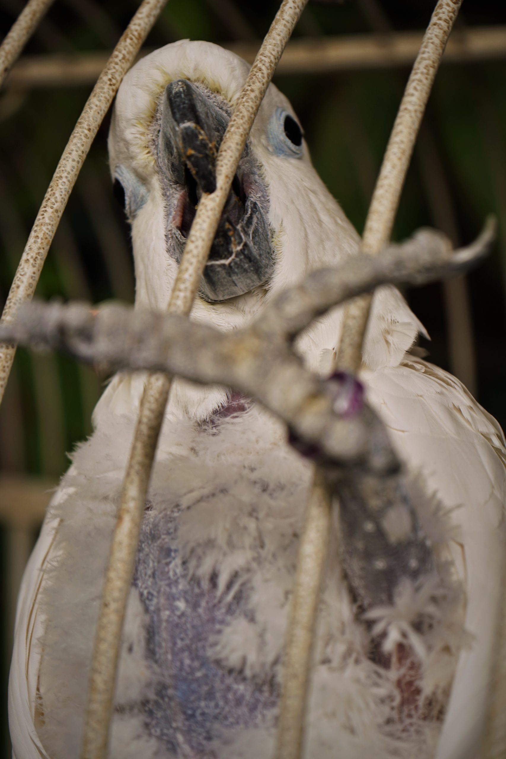 cockatoo in a cage