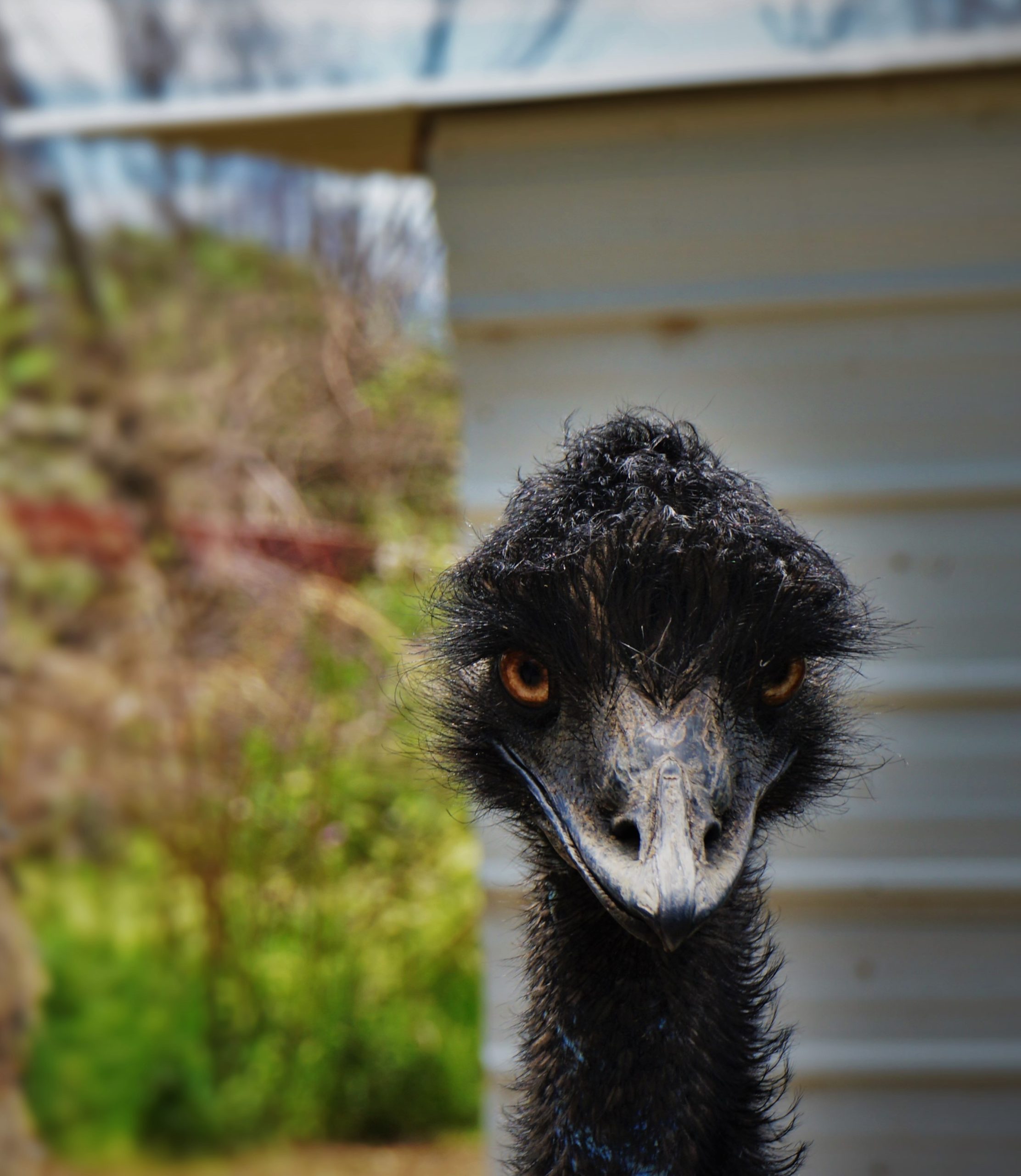ostrich with black hair looking straight ahead