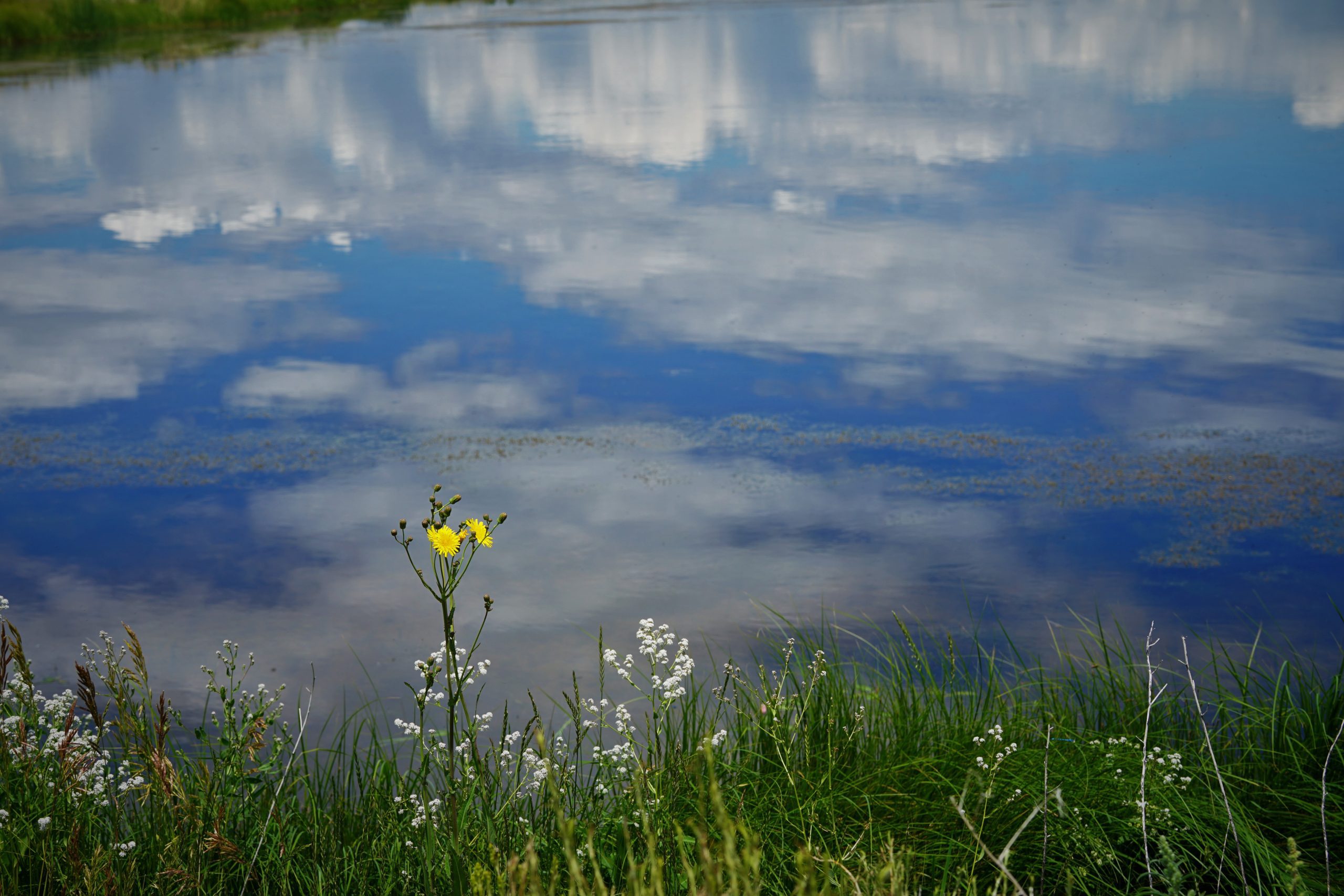 Clouds reflected in water of a lake with yellow flower in foreground