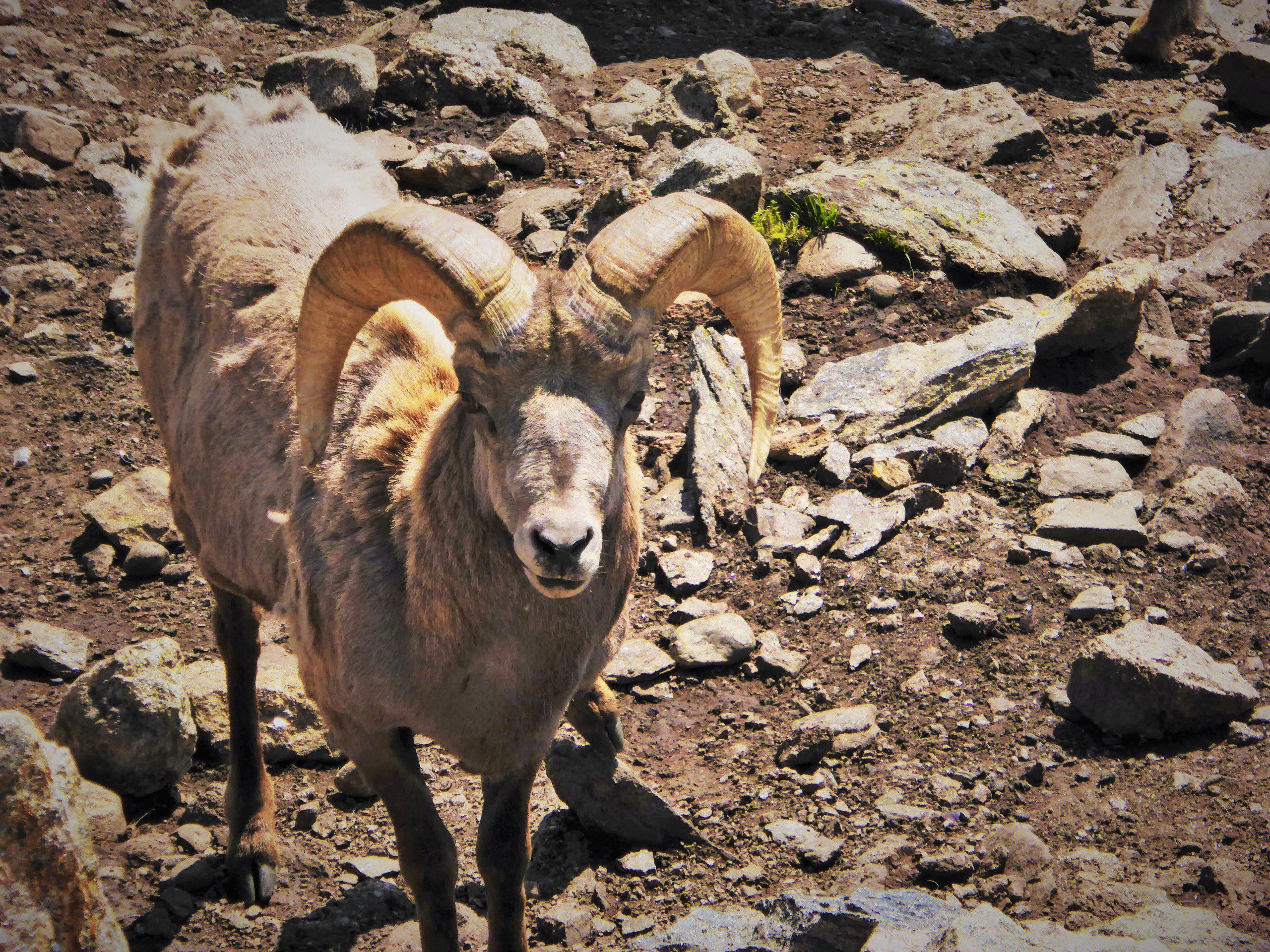 big horn sheep looking at you