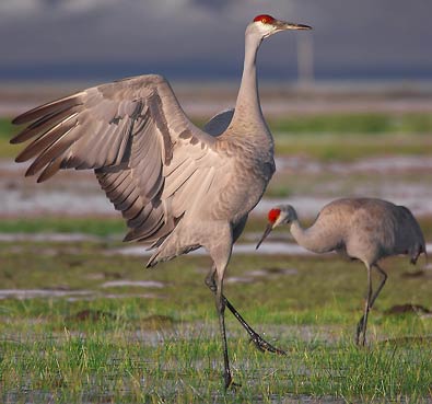 Dancing Crane