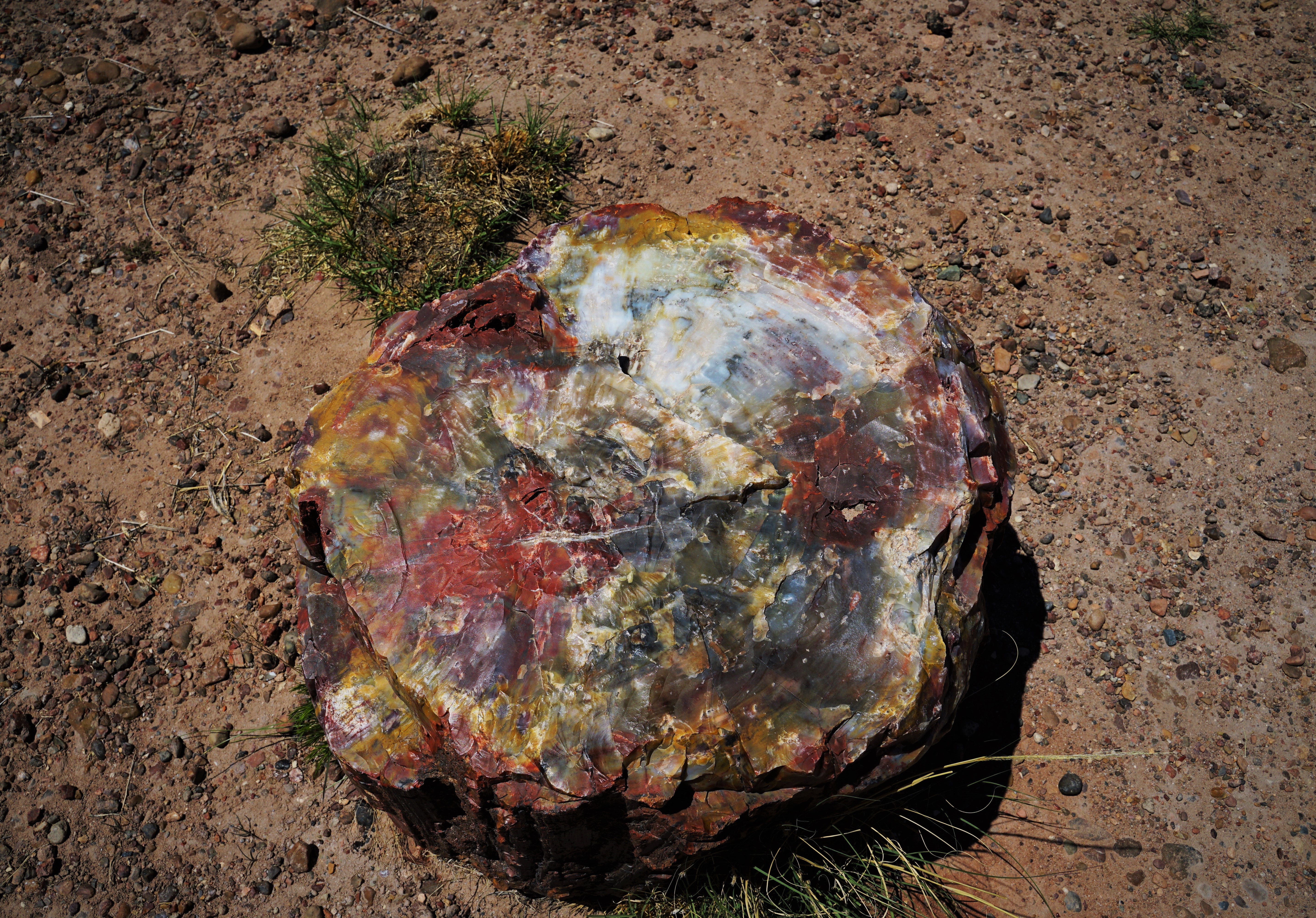 Minerals petrified in a log