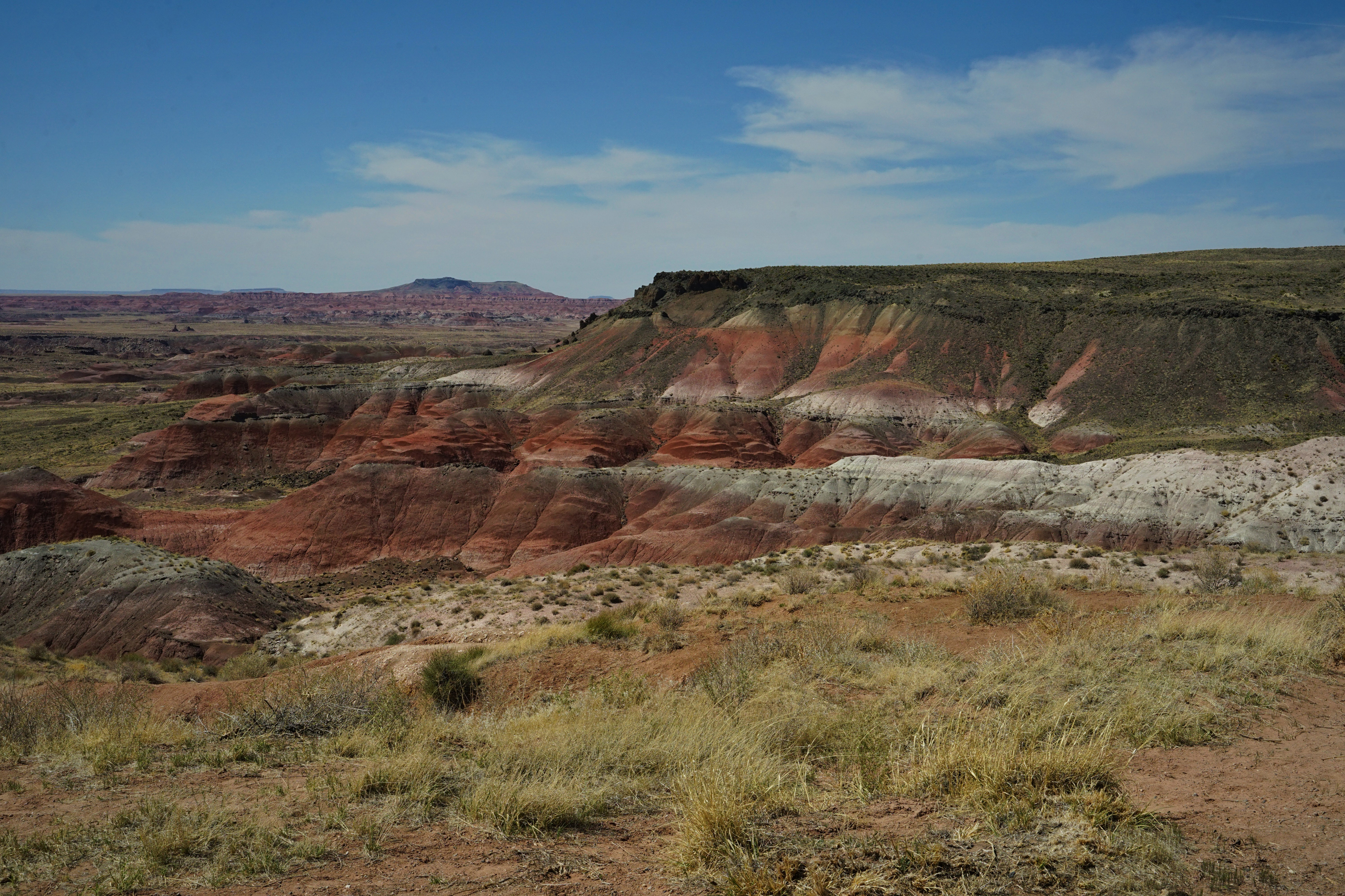 Petrified forest red hills