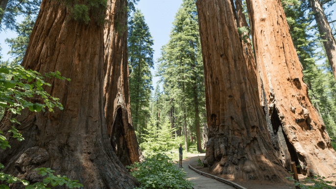 Redwood National Park